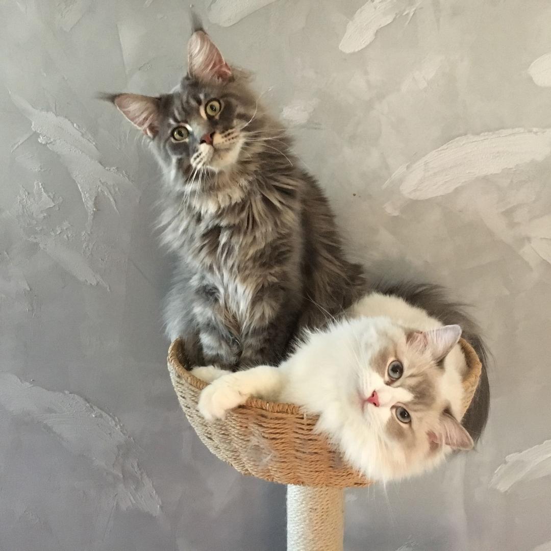 小福和球泡@抖音