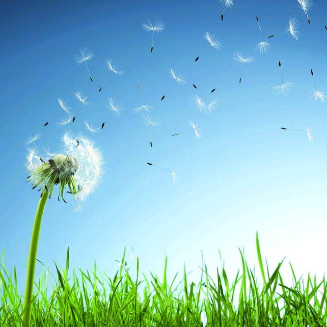 🌸小岳岳娘亲🌸