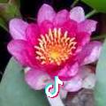盛园花卉