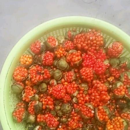 四川！汉源！唐哥家庭农场！中药材种植。