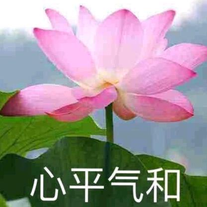 匠芯313