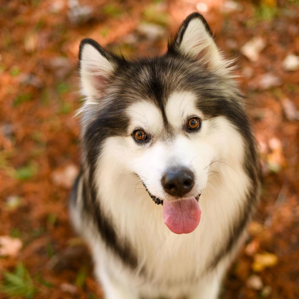 会说话的大Michael@抖音