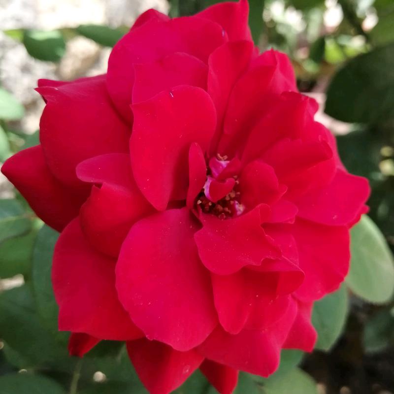 倾城之恋《拒私聊》