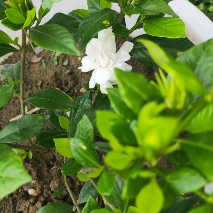 赵银华