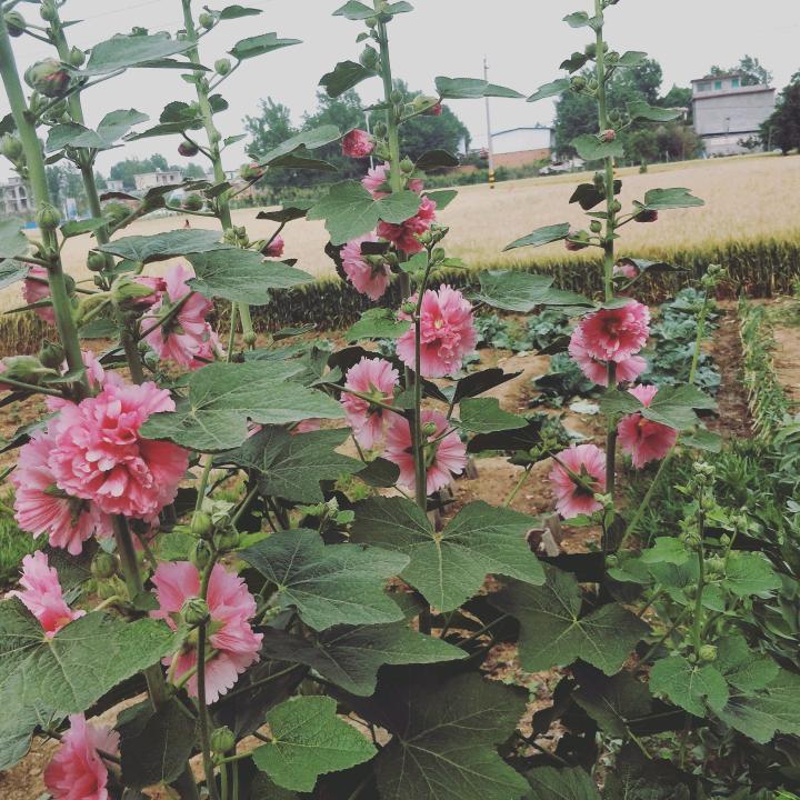 wzk，🌹🌹㇏春暖花开🌺🌸🌷