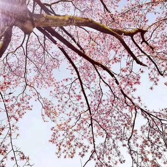 小花。