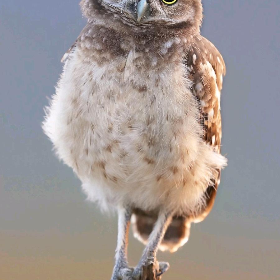 567