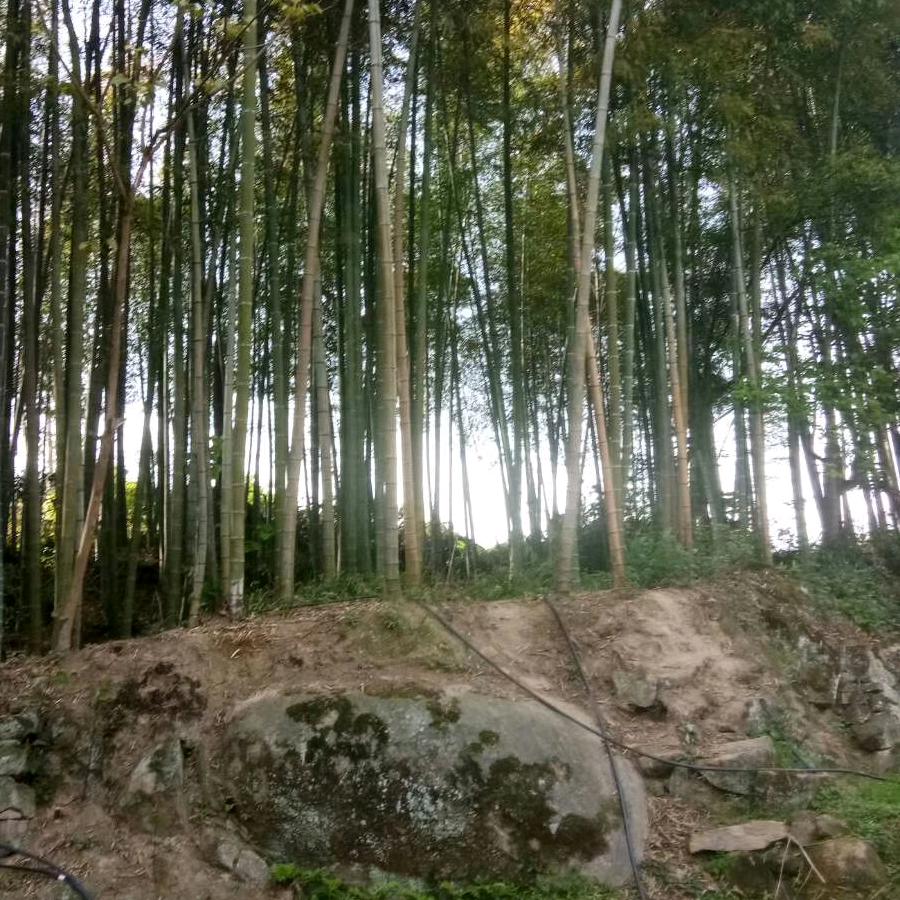 三岔河清水鱼