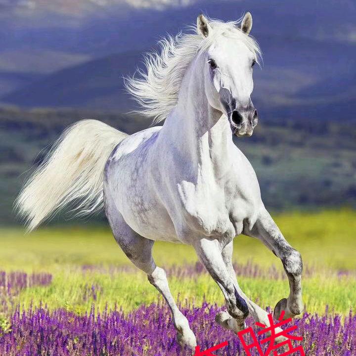 路豪电器  万马奔腾