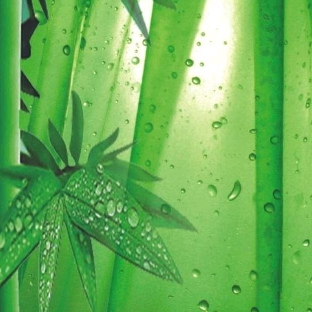 翠竹  (橱窗已开)