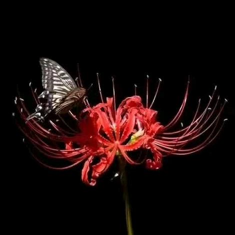 一颗缥缈在风中的蒲公英