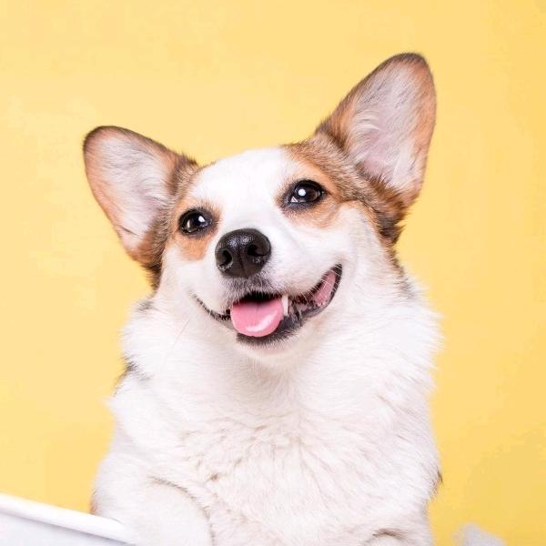 是柠檬不必羡慕西瓜的甜