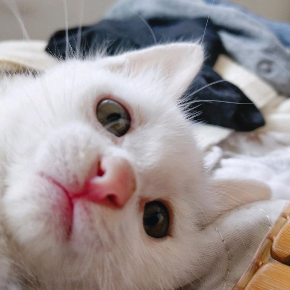 汤圆成长记录