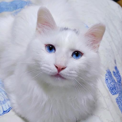 猫大厨
