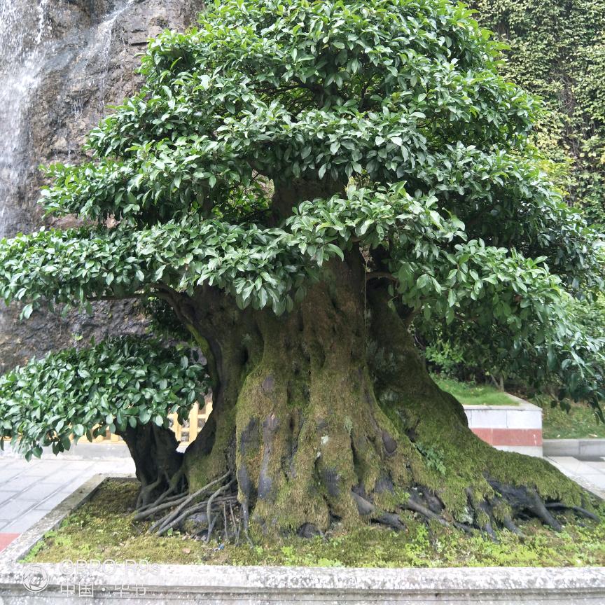 顺其自然随遇而安🌹🌹🌹