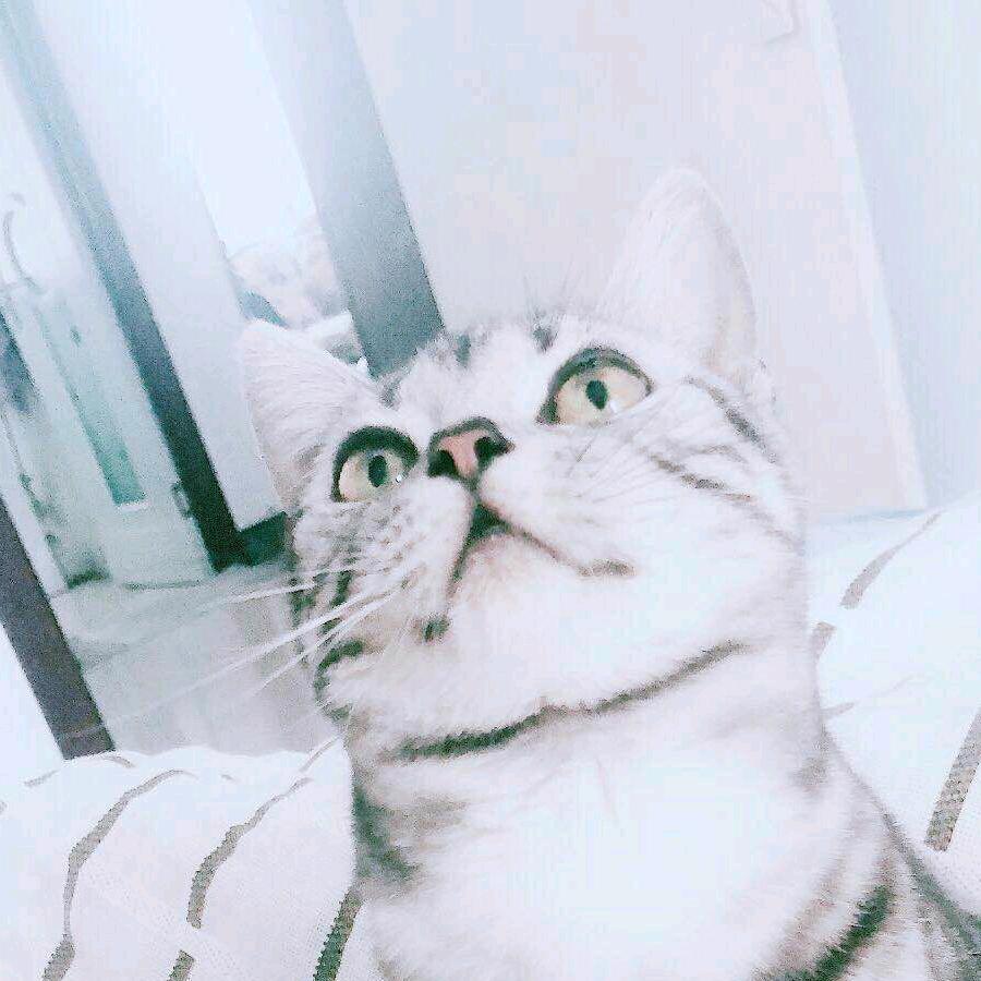 ☾⋆⋆⋆¹⁹⁹⁴ 🐕 ᥫᩣ