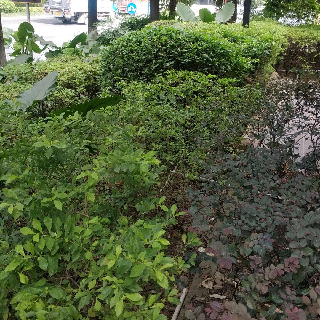 长风说