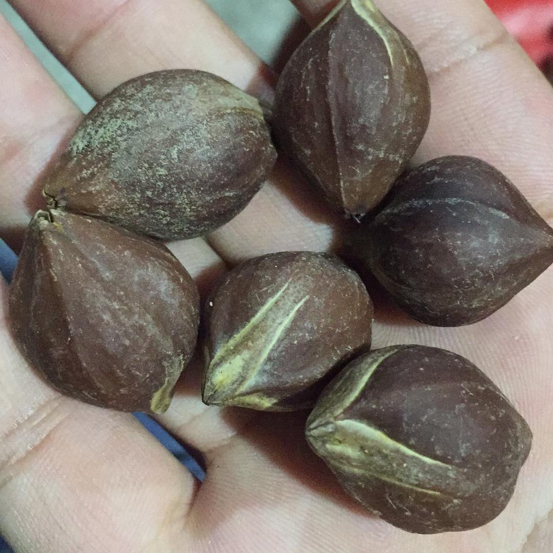 弘棋橄榄核原料（小李）