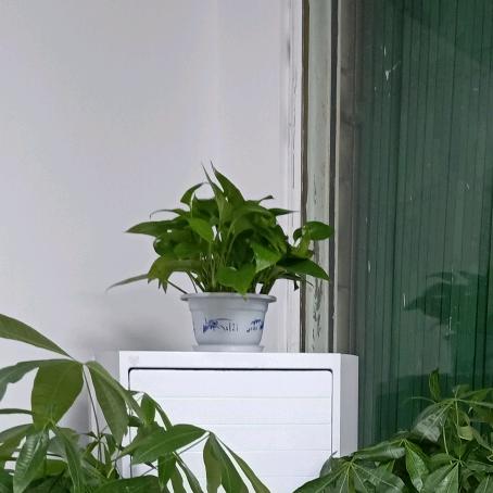 游