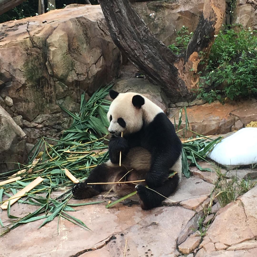 十二