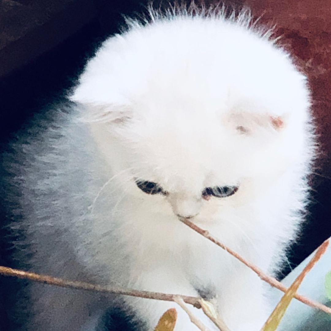 铭
