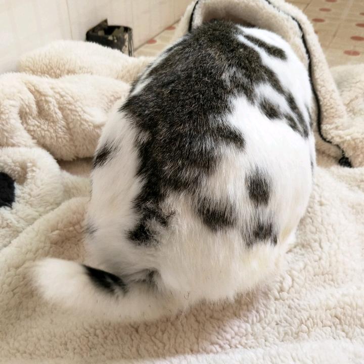 糖炒栗子🐰