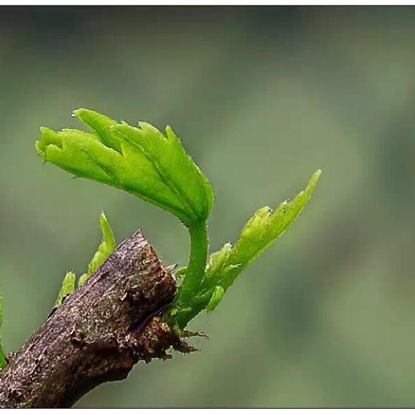 gyzdh(请不要点赞过5）