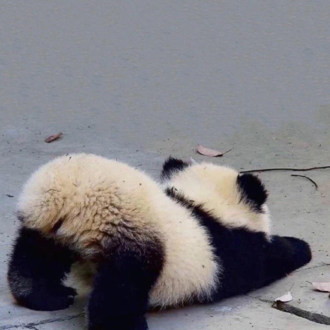 大二娃