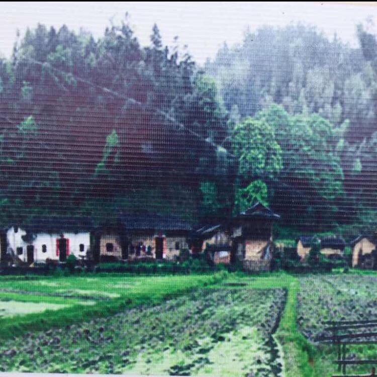 梁坑翠竹弯