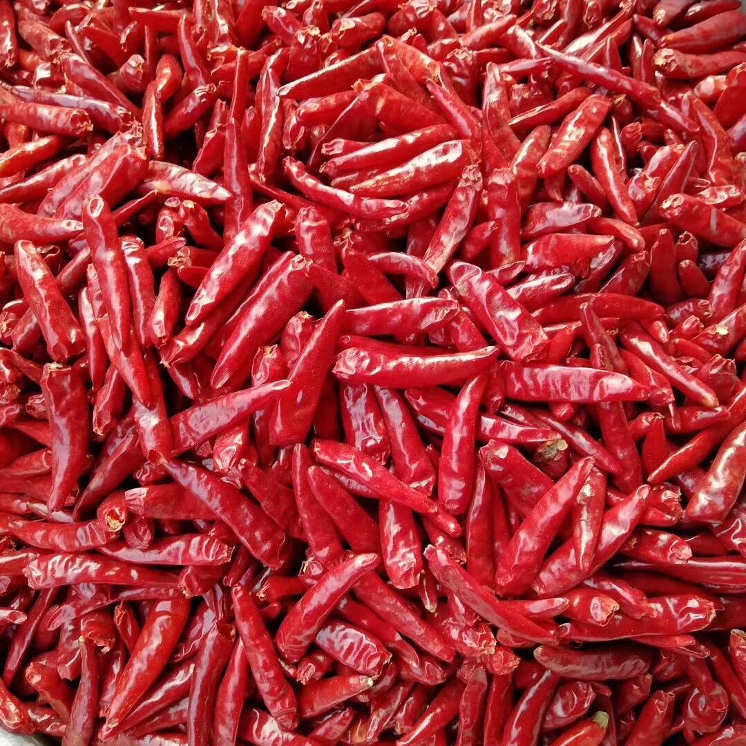 内黄新一代辣椒市场、杨金刚