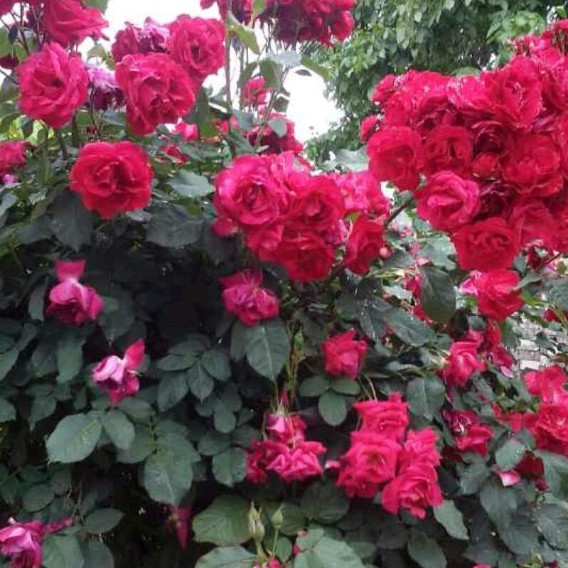 。。玫瑰花