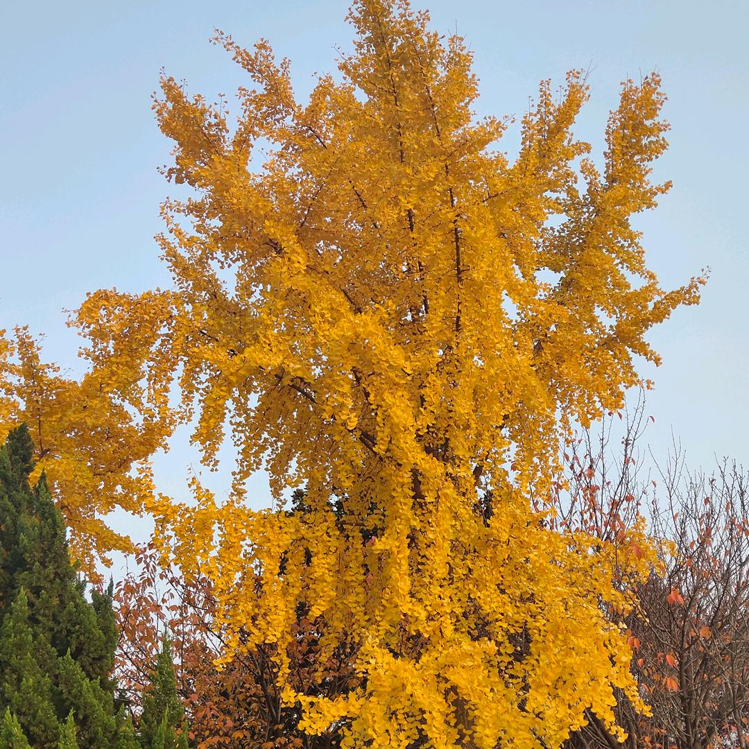 方仙森（小布）