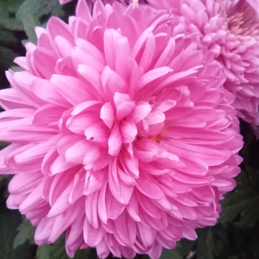 🌸美居窗帘🌸