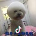 狗老大宠物吴医生