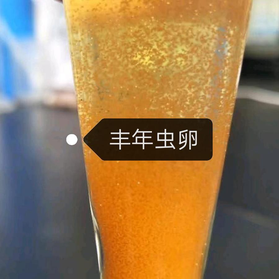 Artemia Cysts丰年虫卵