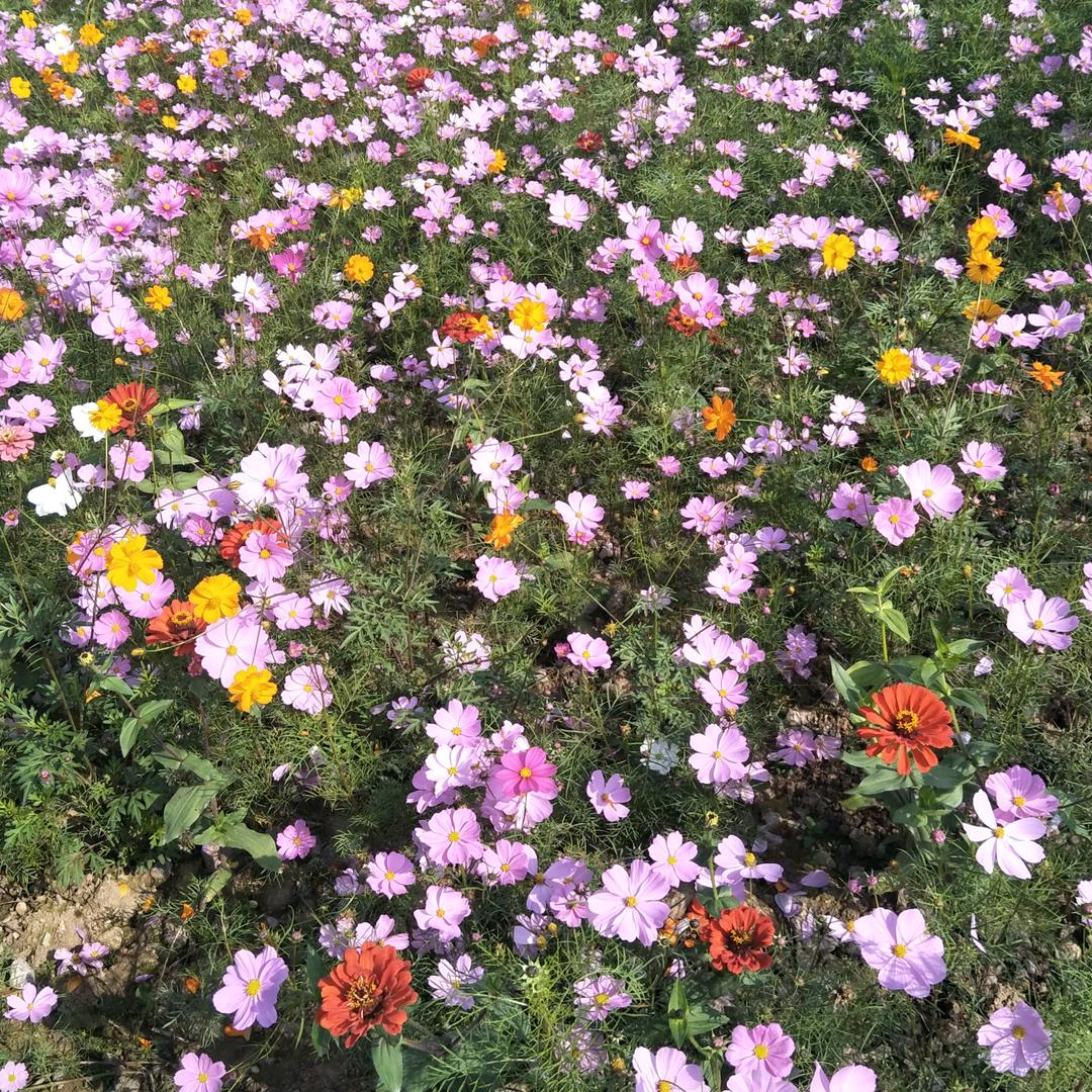 安之菊
