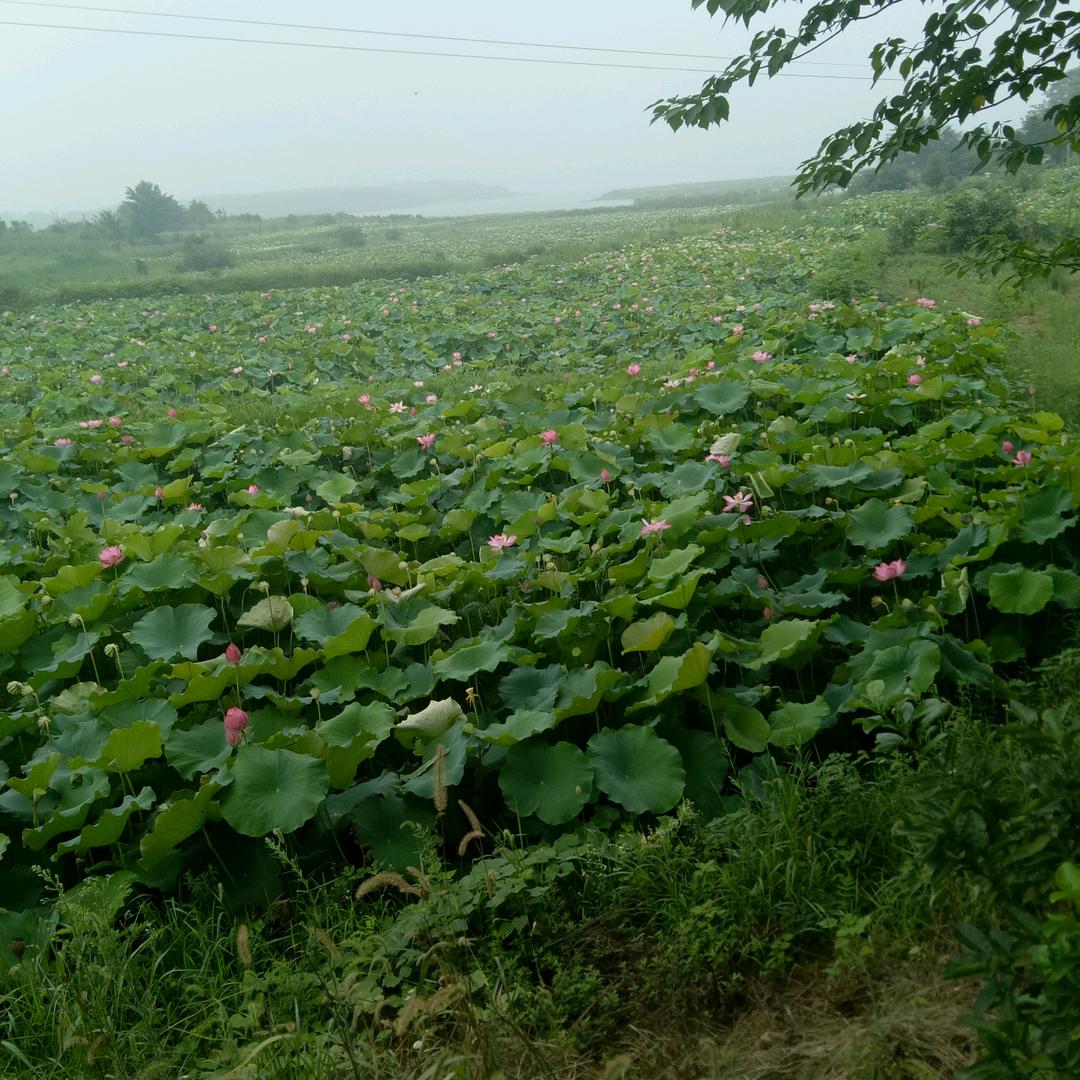 玉林🌿《湘j远嫁桂N》