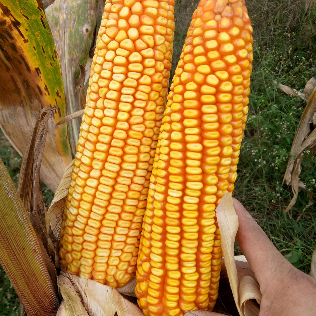 沾益惠农良种付老表