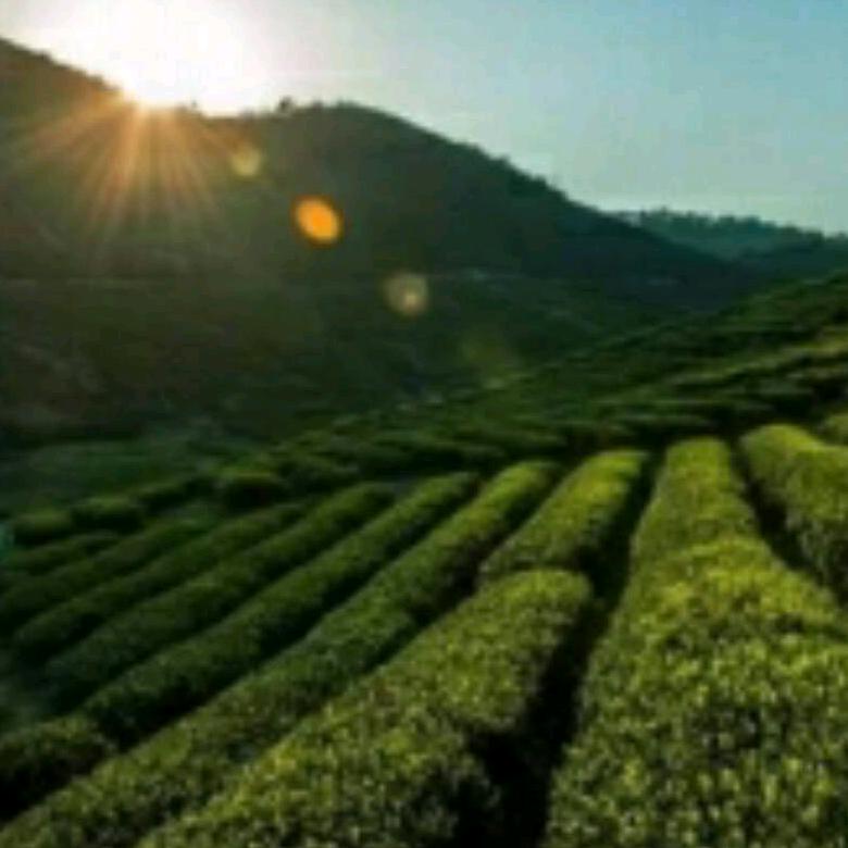 郧西双洪茶厂冯哥
