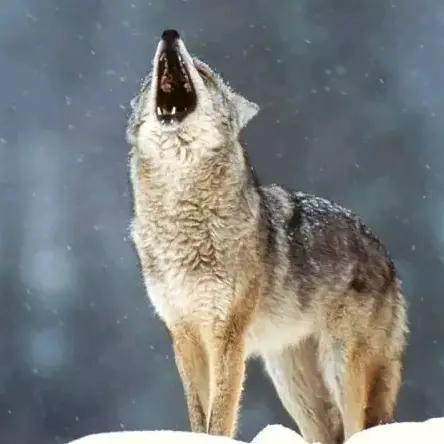 艾李如初，伴李左右，艾保成