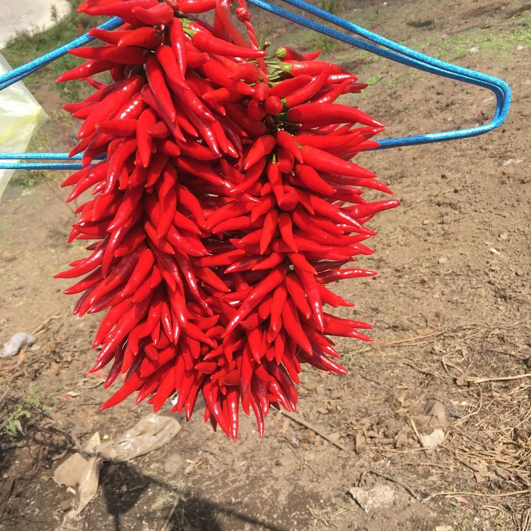 新春小花苗