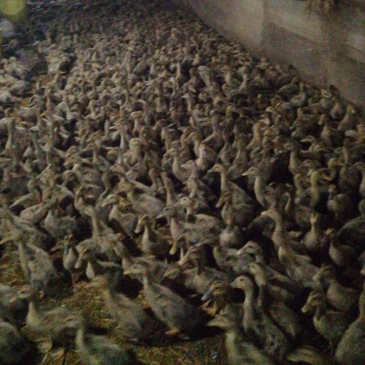 江苏 淮安  涟水。老怪。