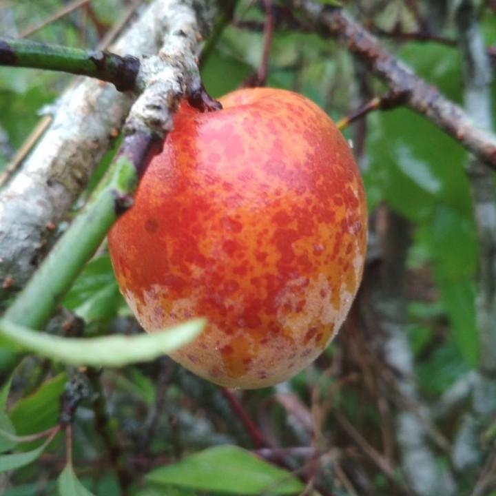 料吭佬
