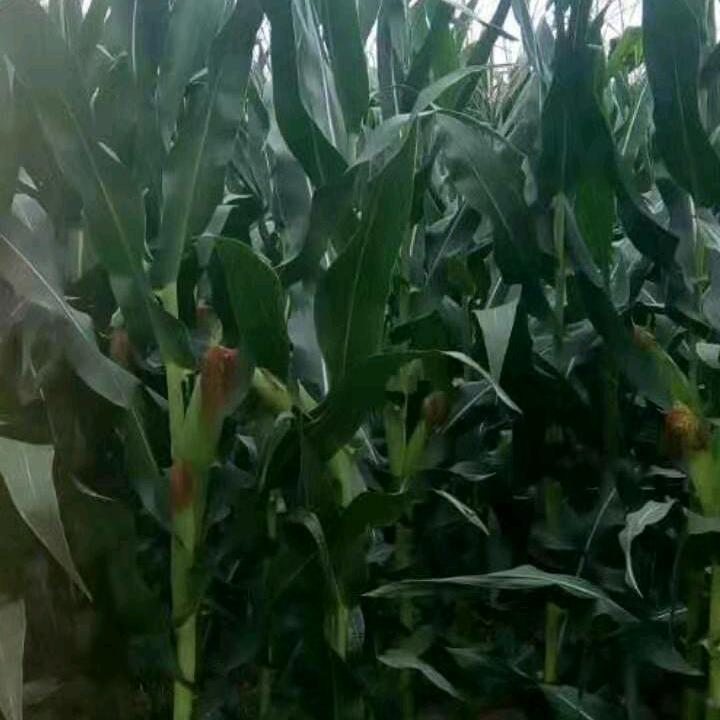 y杨