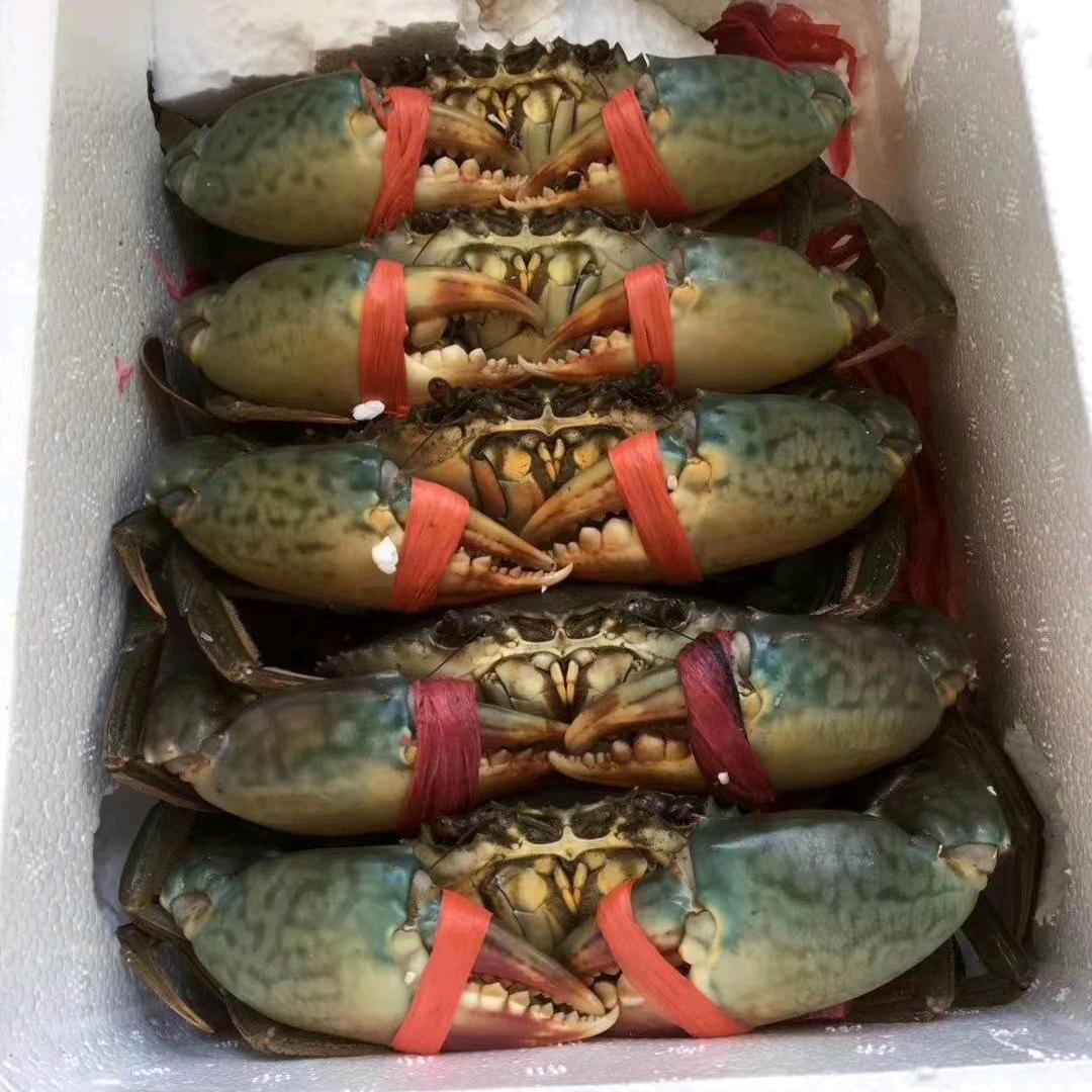 野生海鲜～青蟹