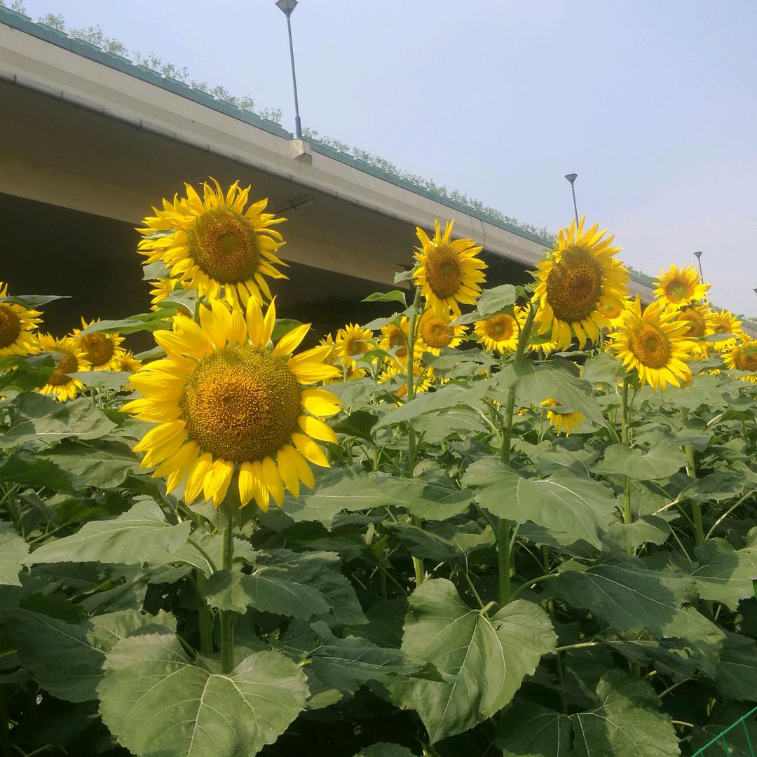 红红火火，幸福快乐🌹🌹