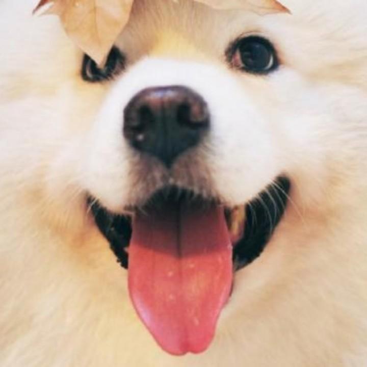 夏沫