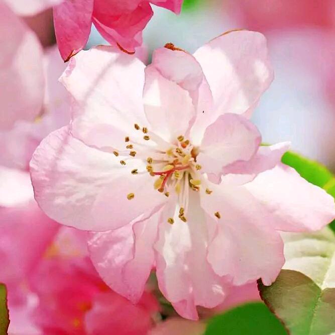 微笑🌹花开🌹花落🌹山歌情郎🌹对唱