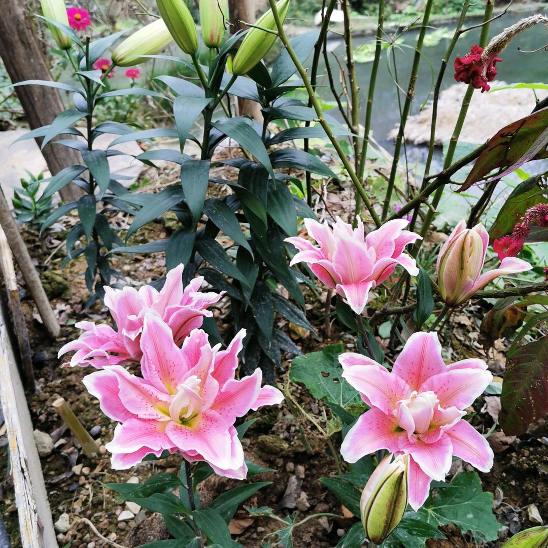 阿莲