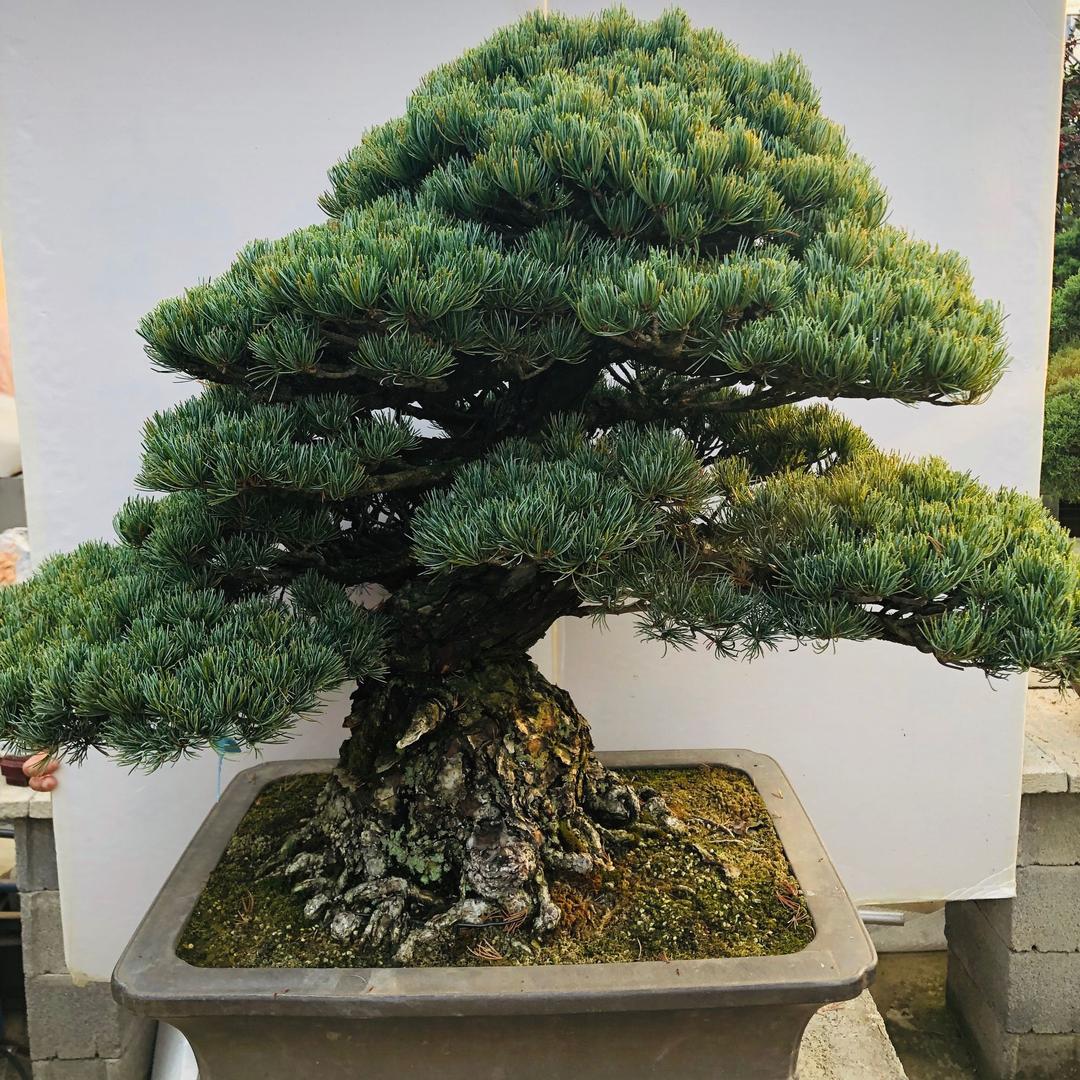 悦美盆景